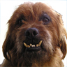 amalucado's Avatar