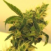 leighton420's Avatar