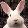 REXONBOY's Avatar